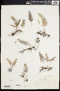 Polypodium polypodioides image