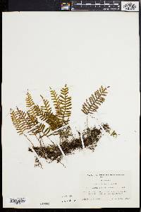 Polypodium polypodioides image