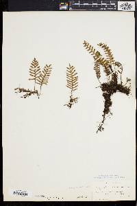 Polypodium polypodioides image