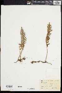 Polypodium polypodioides image