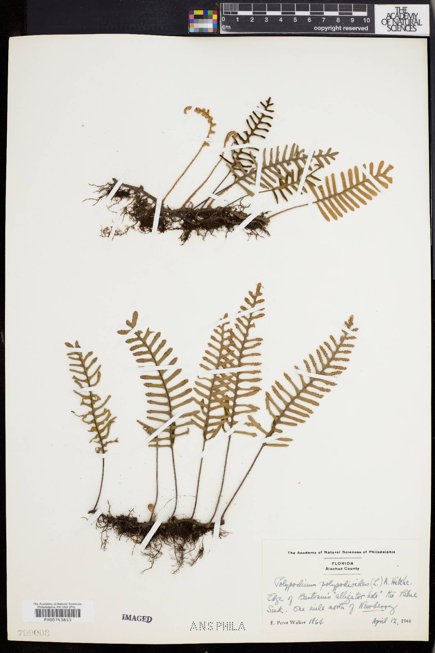 Polypodium polypodioides image