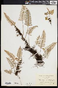 Polypodium polypodioides image