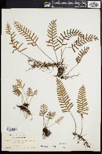 Polypodium polypodioides image