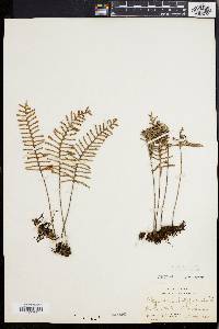 Polypodium polypodioides image