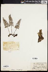 Polypodium polypodioides image