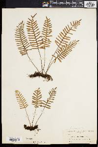 Polypodium polypodioides image