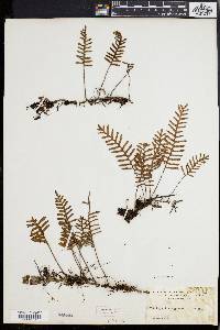 Polypodium polypodioides image