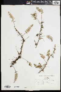 Polypodium polypodioides image