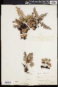 Polypodium polypodioides image