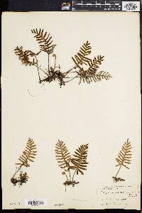 Polypodium polypodioides image