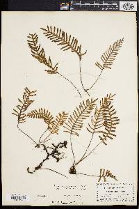 Polypodium polypodioides image