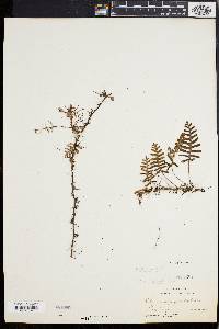 Polypodium polypodioides image