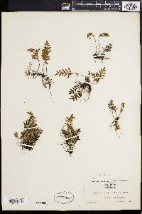 Polypodium polypodioides image