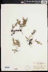 Polypodium polypodioides image