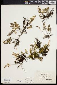 Polypodium polypodioides image