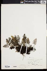 Polypodium polypodioides image