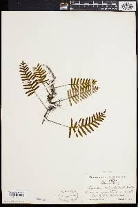 Polypodium polypodioides image