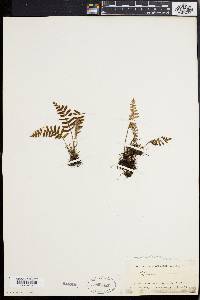 Polypodium polypodioides image