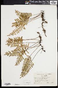 Polypodium polypodioides image