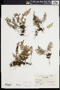 Polypodium polypodioides image