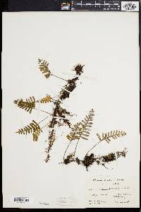 Polypodium polypodioides image