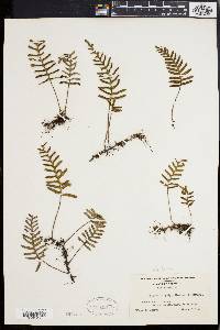 Polypodium polypodioides image