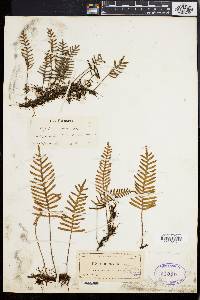 Polypodium polypodioides image