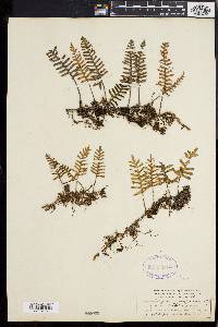 Polypodium polypodioides image