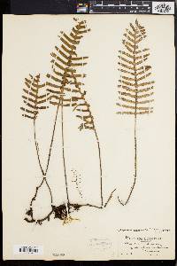 Polypodium polypodioides image