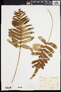 Polypodium scouleri image