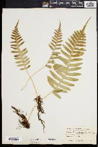 Polypodium vulgare image