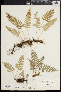 Polypodium vulgare image