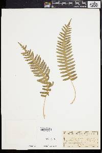 Polypodium vulgare image