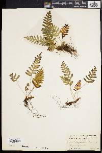 Polypodium vulgare image