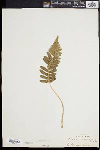 Polypodium vulgare image