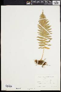 Polypodium vulgare image