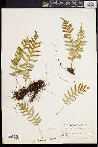 Polypodium vulgare image