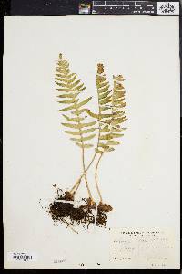 Polypodium vulgare image