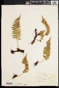 Polypodium vulgare image