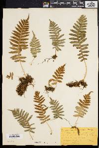 Polypodium vulgare image