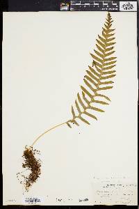 Polypodium vulgare image