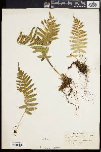 Polypodium vulgare image