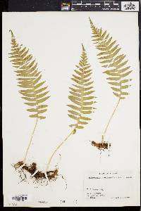 Polypodium vulgare image