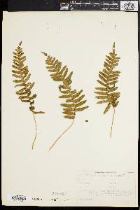 Polypodium vulgare image