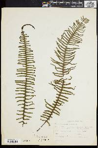 Polypodium plumula image