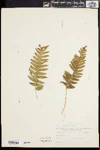 Polypodium vulgare image