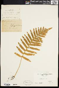 Polypodium vulgare image