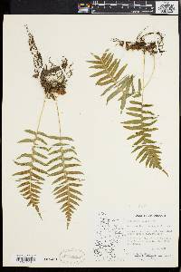 Polypodium vulgare image