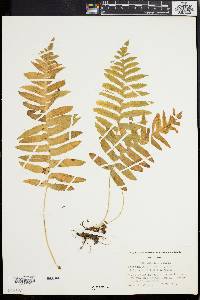 Polypodium vulgare image