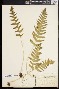 Polypodium vulgare image